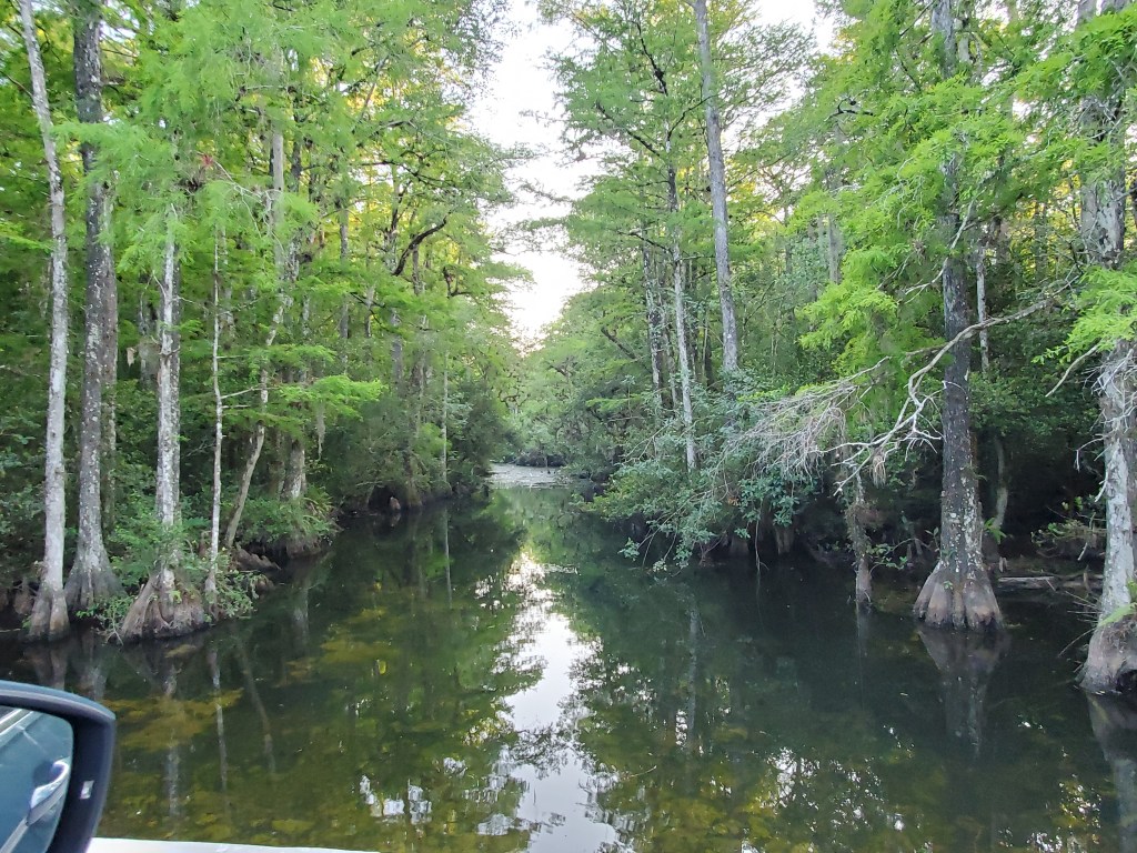 clearing in the water with cypress trees at loop road at Big Cypress National Preserve 