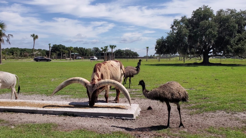 Florida Adventures of Drive Thur Safari with large bull with big horns eating feed emo in the foreground 