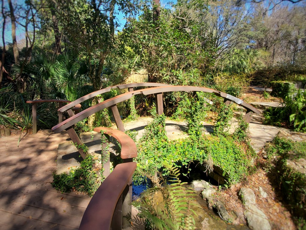 Kanapaha Botanical Gardens Bridge at one of the Botanical Gardens in Florida, Bridge with wooden handrails and mossy ferns in the foreground 