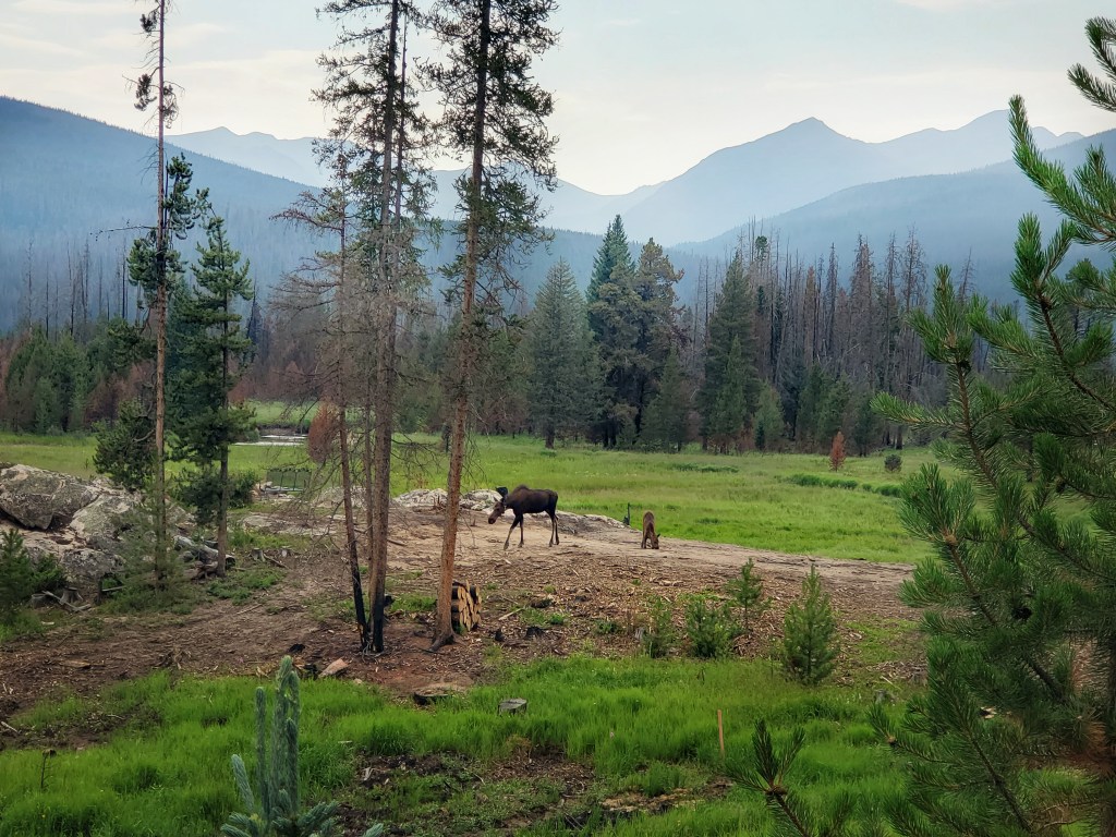 Colorado Road Trip Moose at Rocky Mountain National Park female moose and baby moose in a field with trees, mountains in the background