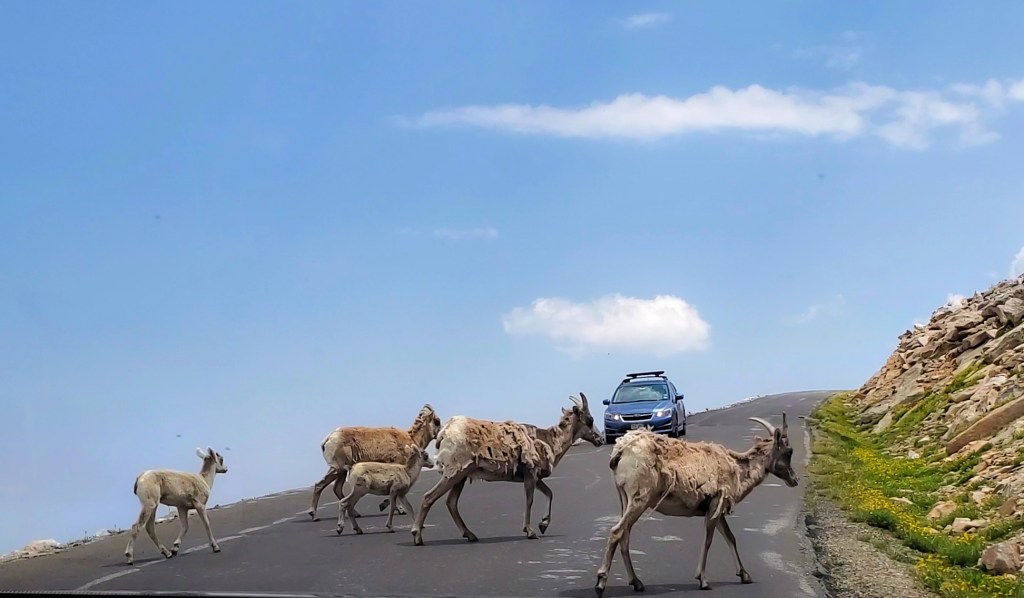 mountain goats crossing the road on Mount Evans