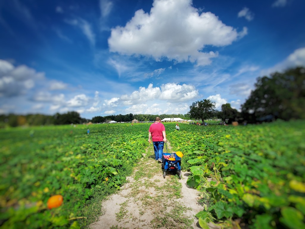 Field of Pumpkin with person pulling wagon full of pumpkins 