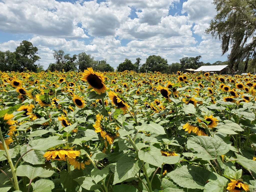 Field of sunflowers Florida's Agritourism